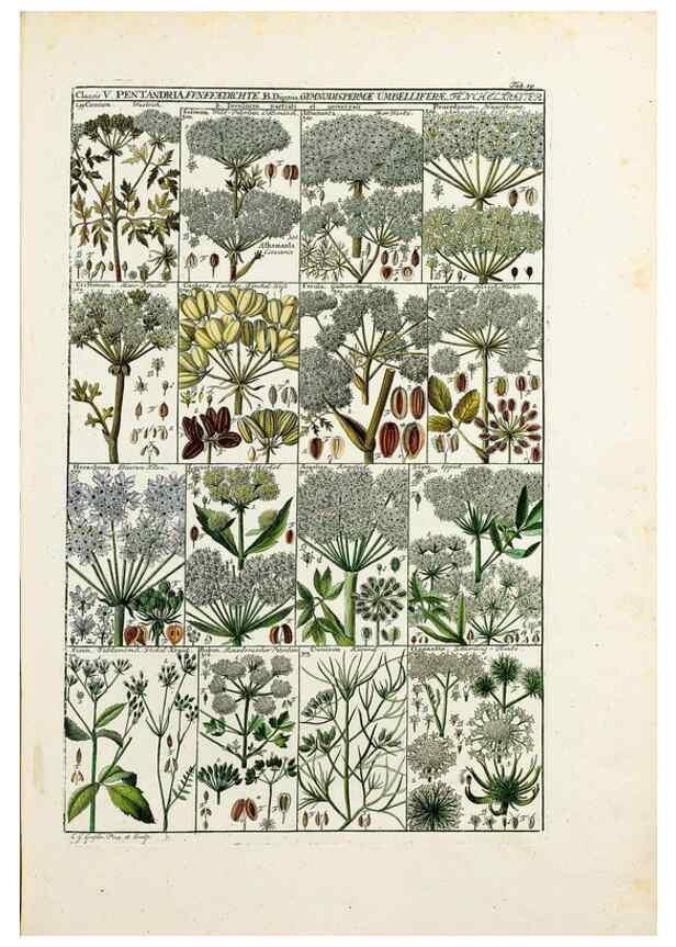 Reproducción/Reproduction 46924583875: Tabulae phytographicae,. Turici,Impensis J.H. Fuessli,1795-1804.. 