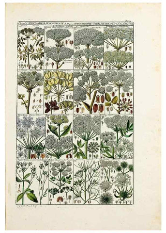 Reproducción/Reproduction 46924583875: Tabulae phytographicae,. Turici,Impensis J.H. Fuessli,1795-1804.. 
