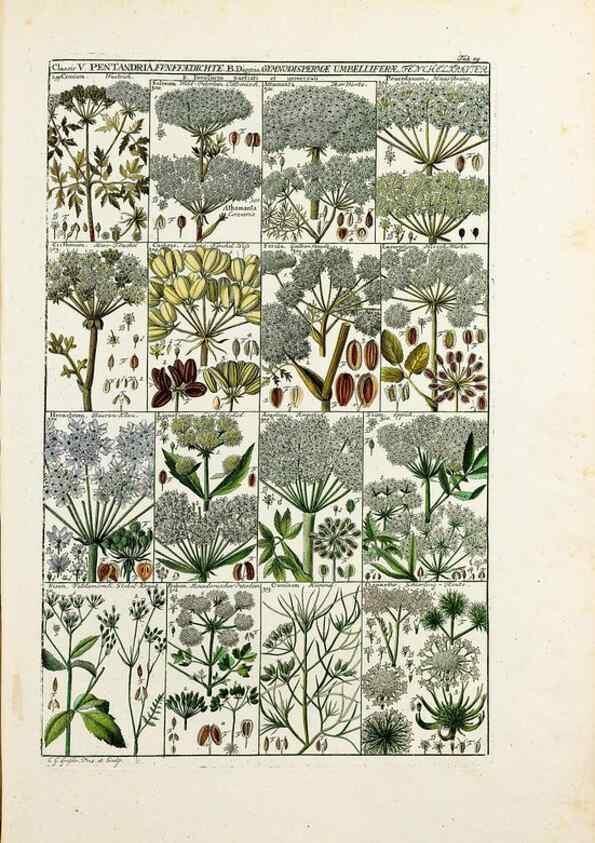 Reproducción/Reproduction 46924583875: Tabulae phytographicae,. Turici,Impensis J.H. Fuessli,1795-1804.. 