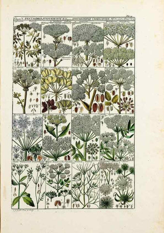 Reproducción/Reproduction 46924583875: Tabulae phytographicae,. Turici,Impensis J.H. Fuessli,1795-1804.. 