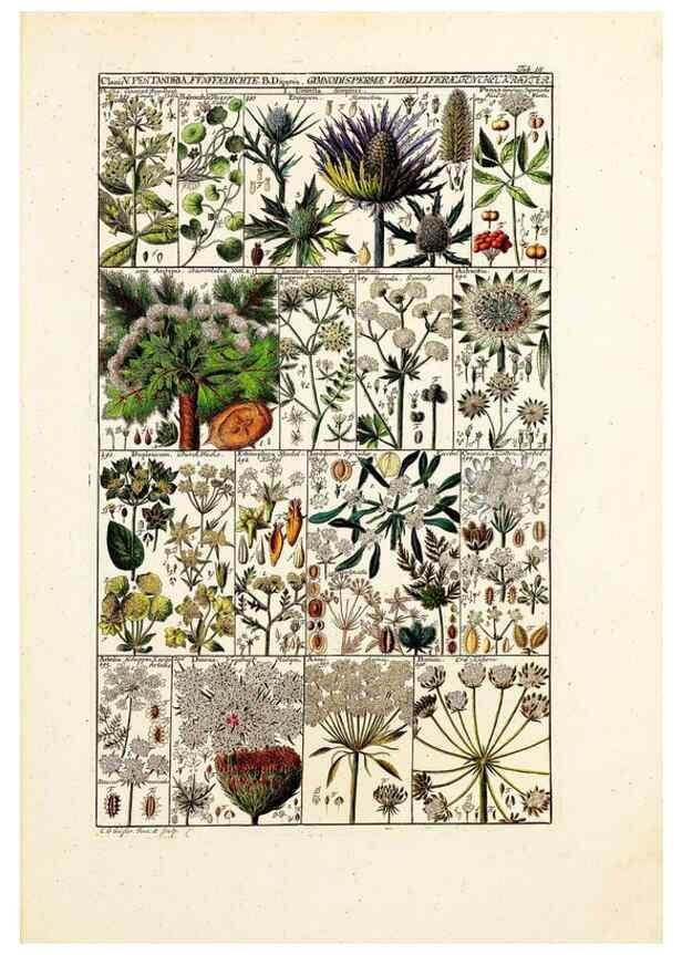 Reproducción/Reproduction 40874149113: Tabulae phytographicae,. Turici,Impensis J.H. Fuessli,1795-1804.. 