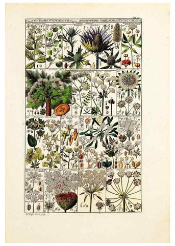 Reproducción/Reproduction 40874149113: Tabulae phytographicae,. Turici,Impensis J.H. Fuessli,1795-1804.. 