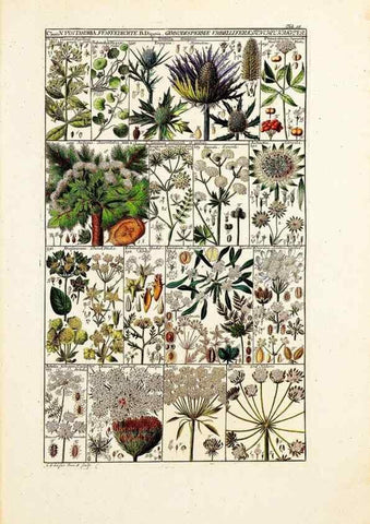 Reproducción/Reproduction 40874149113: Tabulae phytographicae,. Turici,Impensis J.H. Fuessli,1795-1804.. 
