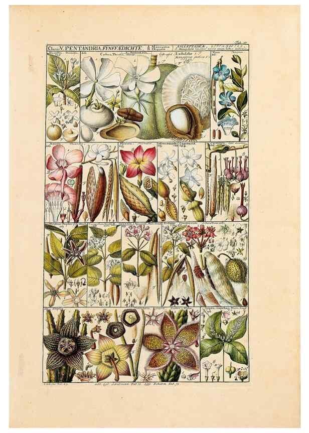 Reproducción/Reproduction 46924582365: Tabulae phytographicae,. Turici,Impensis J.H. Fuessli,1795-1804.. 
