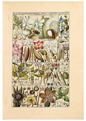 Reproducción/Reproduction 46924582365: Tabulae phytographicae,. Turici,Impensis J.H. Fuessli,1795-1804.. 