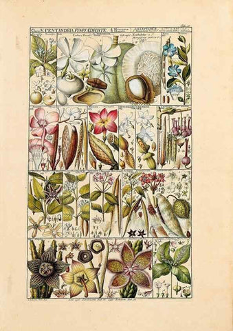 Reproducción/Reproduction 46924582365: Tabulae phytographicae,. Turici,Impensis J.H. Fuessli,1795-1804.. 