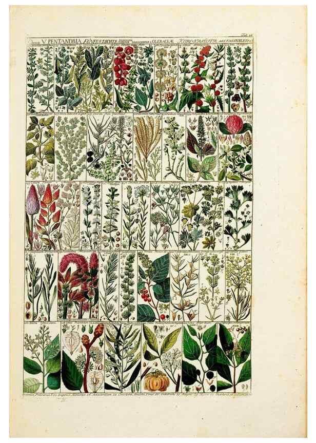 Reproducción/Reproduction 46924581705: Tabulae phytographicae,. Turici,Impensis J.H. Fuessli,1795-1804.. 
