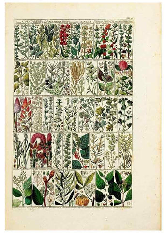 Reproducción/Reproduction 46924581705: Tabulae phytographicae,. Turici,Impensis J.H. Fuessli,1795-1804.. 