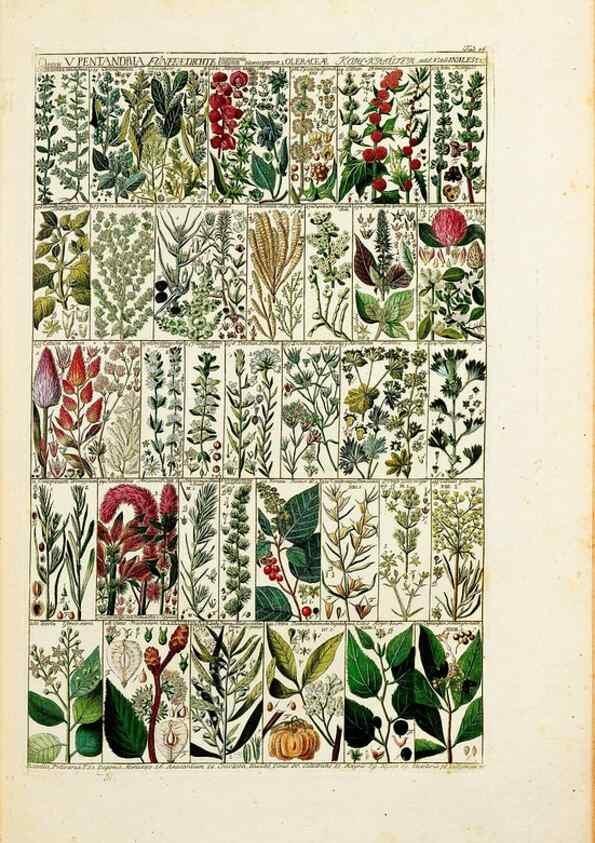 Reproducción/Reproduction 46924581705: Tabulae phytographicae,. Turici,Impensis J.H. Fuessli,1795-1804.. 