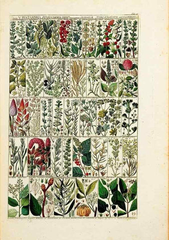 Reproducción/Reproduction 46924581705: Tabulae phytographicae,. Turici,Impensis J.H. Fuessli,1795-1804.. 