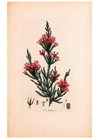 Reproducción/Reproduction 33963455908: Coloured engravings of heaths :. London :Published by the Author. Printed by T. Bensley,1802-09 [1830?]. 