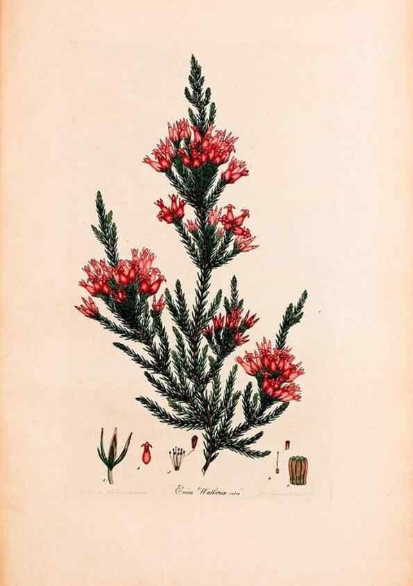 Reproducción/Reproduction 33963455908: Coloured engravings of heaths :. London :Published by the Author. Printed by T. Bensley,1802-09 [1830?]. 
