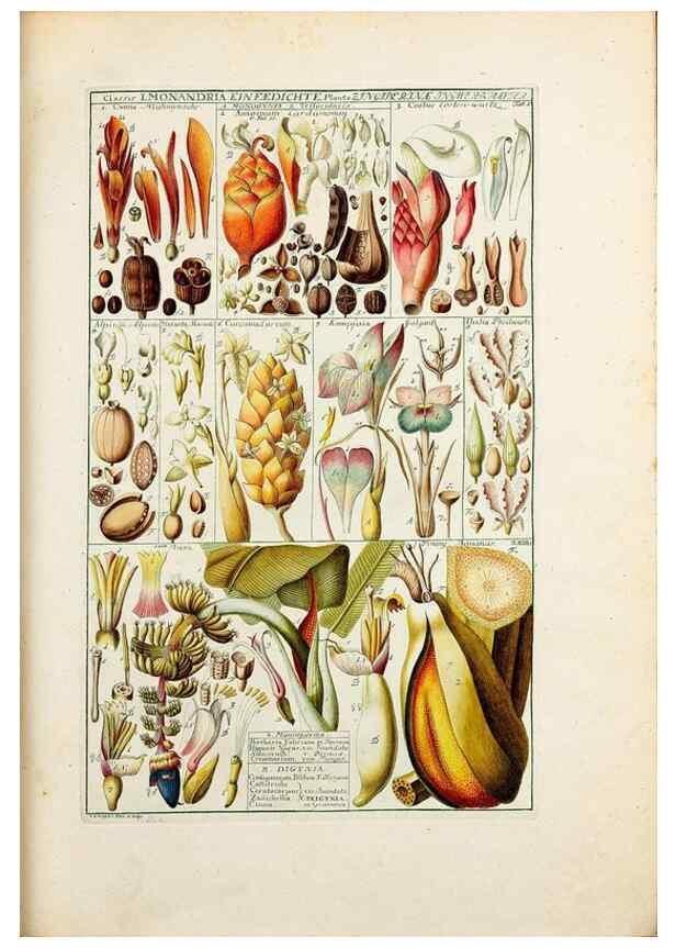 Reproducción/Reproduction 32896935327: Tabulae phytographicae,. Turici,Impensis J.H. Fuessli,1795-1804.. 