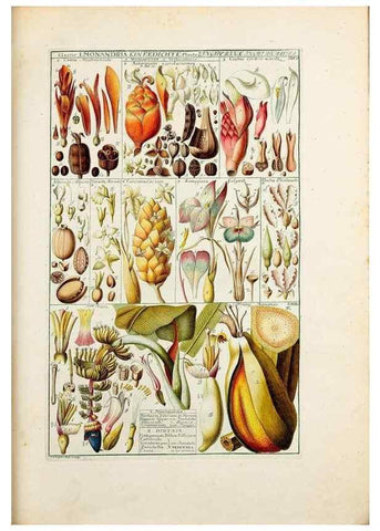 Reproducción/Reproduction 32896935327: Tabulae phytographicae,. Turici,Impensis J.H. Fuessli,1795-1804.. 