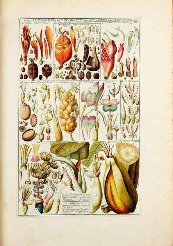 Reproducción/Reproduction 32896935327: Tabulae phytographicae,. Turici,Impensis J.H. Fuessli,1795-1804.. 