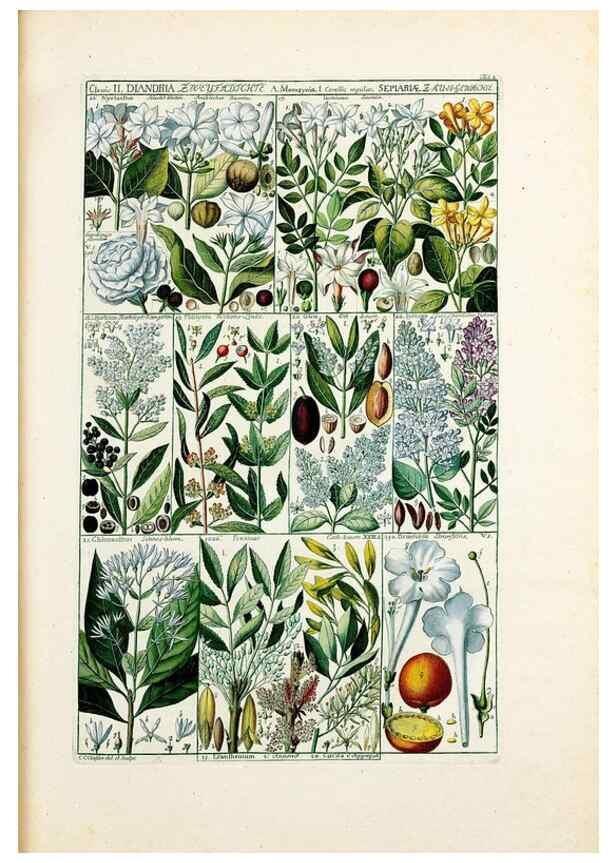 Reproducción/Reproduction 40874138753: Tabulae phytographicae,. Turici,Impensis J.H. Fuessli,1795-1804.. 