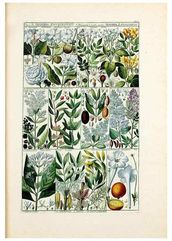 Reproducción/Reproduction 40874138753: Tabulae phytographicae,. Turici,Impensis J.H. Fuessli,1795-1804.. 