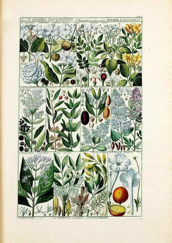Reproducción/Reproduction 40874138753: Tabulae phytographicae,. Turici,Impensis J.H. Fuessli,1795-1804.. 