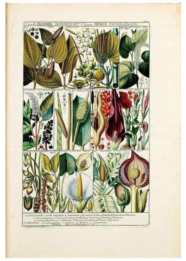 Reproducción/Reproduction 47051307354: Tabulae phytographicae,. Turici,Impensis J.H. Fuessli,1795-1804.. 
