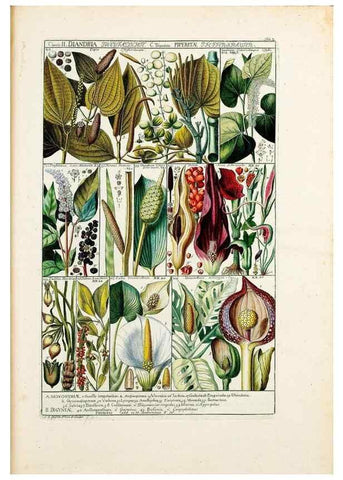 Reproducción/Reproduction 47051307354: Tabulae phytographicae,. Turici,Impensis J.H. Fuessli,1795-1804.. 