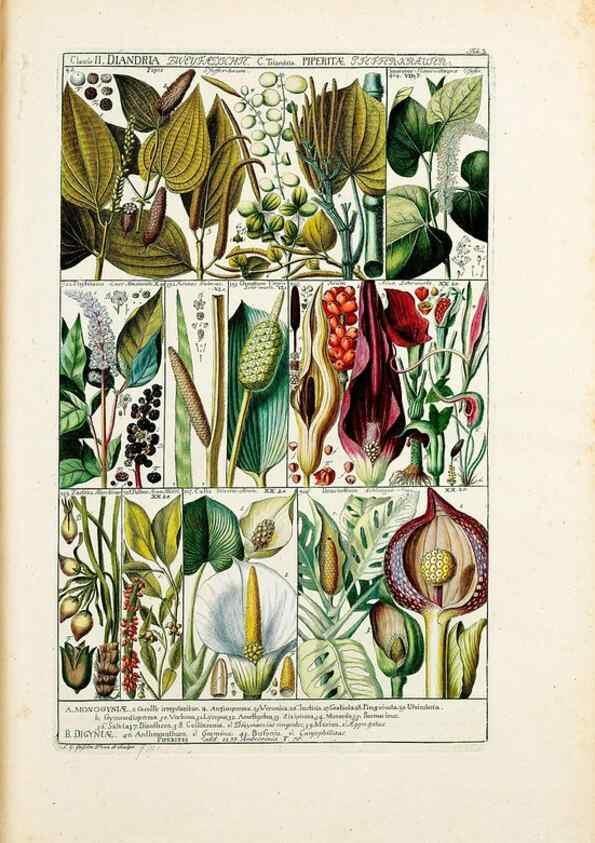 Reproducción/Reproduction 47051307354: Tabulae phytographicae,. Turici,Impensis J.H. Fuessli,1795-1804.. 