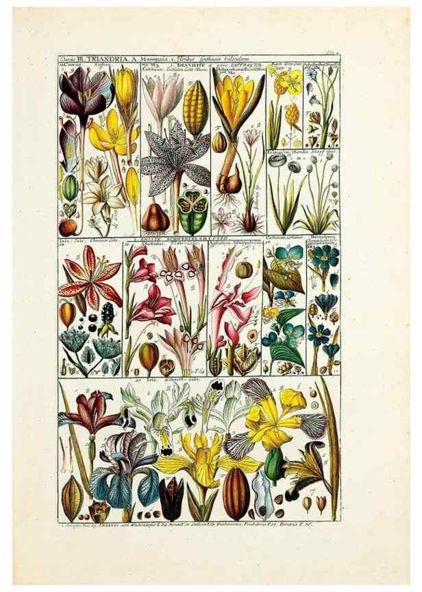 Reproducción/Reproduction 33963536468: Tabulae phytographicae,. Turici,Impensis J.H. Fuessli,1795-1804.. 