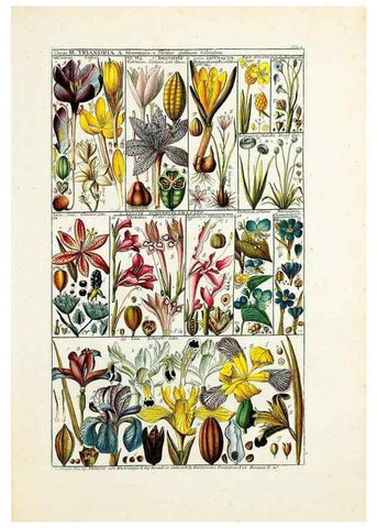 Reproducción/Reproduction 33963536468: Tabulae phytographicae,. Turici,Impensis J.H. Fuessli,1795-1804.. 
