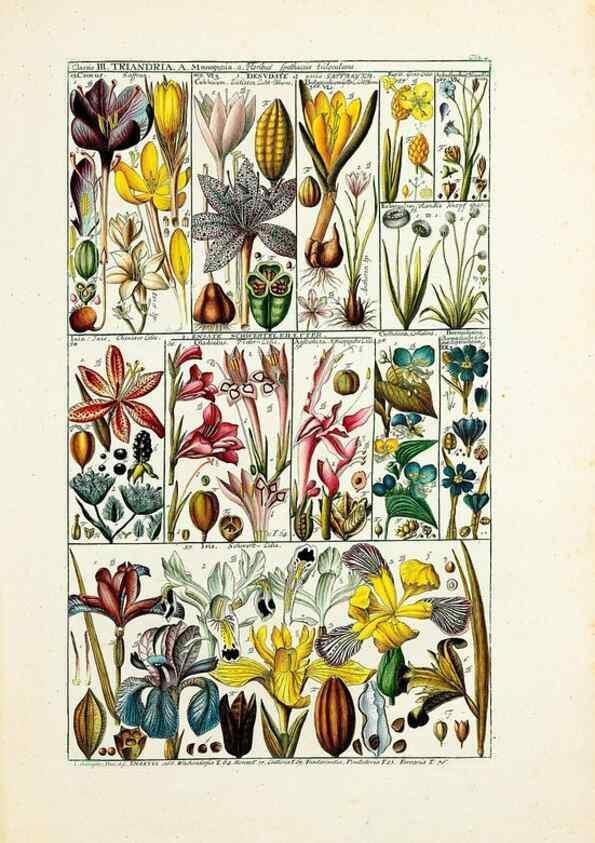 Reproducción/Reproduction 33963536468: Tabulae phytographicae,. Turici,Impensis J.H. Fuessli,1795-1804.. 