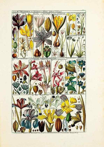 Reproducción/Reproduction 33963536468: Tabulae phytographicae,. Turici,Impensis J.H. Fuessli,1795-1804.. 