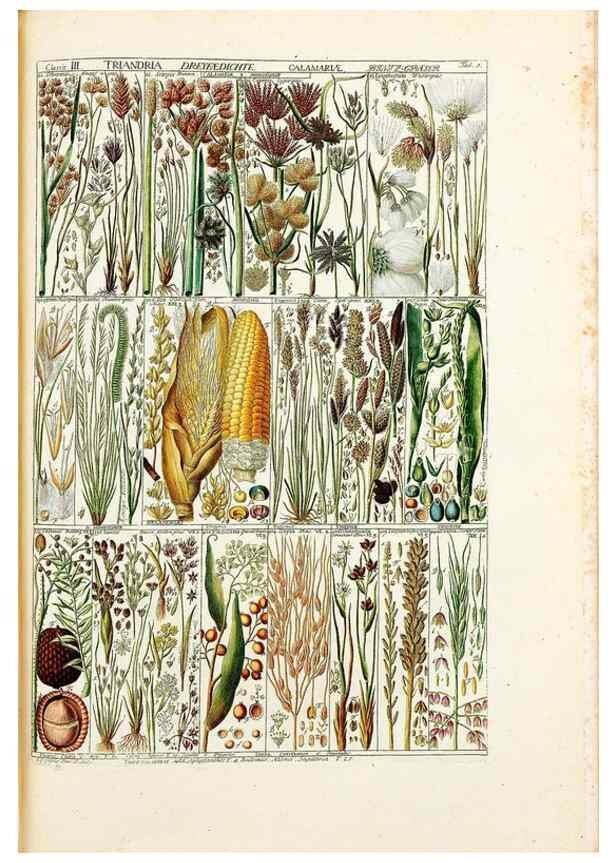 Reproducción/Reproduction 46924573535: Tabulae phytographicae,. Turici,Impensis J.H. Fuessli,1795-1804.. 