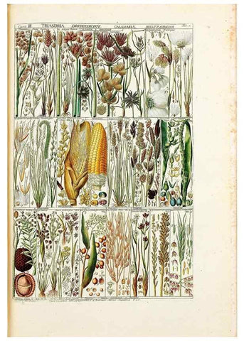Reproducción/Reproduction 46924573535: Tabulae phytographicae,. Turici,Impensis J.H. Fuessli,1795-1804.. 