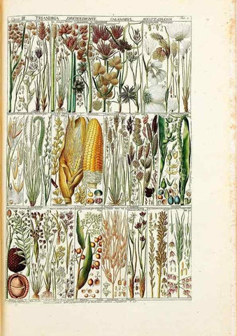 Reproducción/Reproduction 46924573535: Tabulae phytographicae,. Turici,Impensis J.H. Fuessli,1795-1804.. 