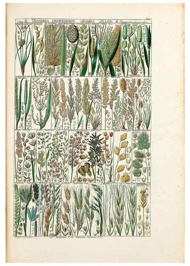 Reproducción/Reproduction 46924574095: Tabulae phytographicae,. Turici,Impensis J.H. Fuessli,1795-1804.. 