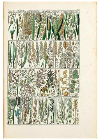 Reproducción/Reproduction 46924574095: Tabulae phytographicae,. Turici,Impensis J.H. Fuessli,1795-1804.. 