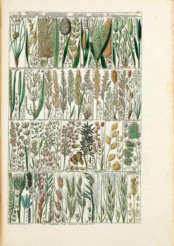 Reproducción/Reproduction 46924574095: Tabulae phytographicae,. Turici,Impensis J.H. Fuessli,1795-1804.. 