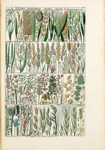 Reproducción/Reproduction 46924574095: Tabulae phytographicae,. Turici,Impensis J.H. Fuessli,1795-1804.. 
