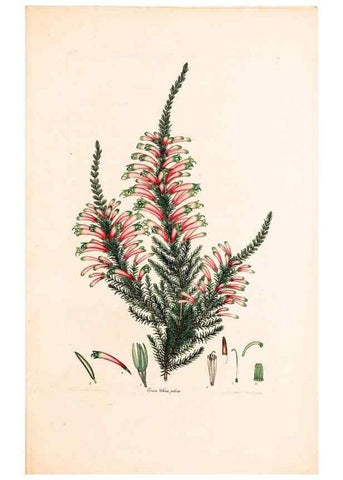 Reproducción/Reproduction 46924476495: Coloured engravings of heaths :. London :Published by the Author. Printed by T. Bensley,1802-09 [1830?]. 