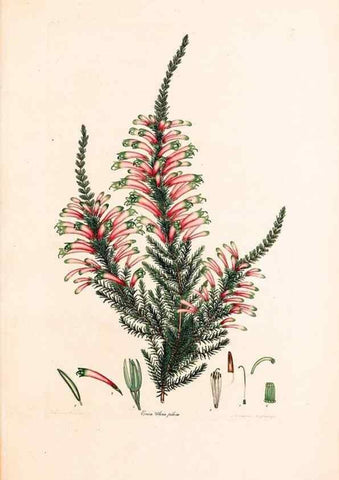 Reproducción/Reproduction 46924476495: Coloured engravings of heaths :. London :Published by the Author. Printed by T. Bensley,1802-09 [1830?]. 