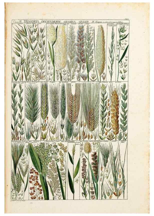 Reproducción/Reproduction 47840918261: Tabulae phytographicae,. Turici,Impensis J.H. Fuessli,1795-1804.. 