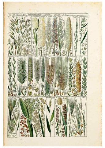 Reproducción/Reproduction 47840918261: Tabulae phytographicae,. Turici,Impensis J.H. Fuessli,1795-1804.. 
