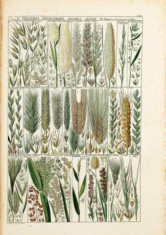 Reproducción/Reproduction 47840918261: Tabulae phytographicae,. Turici,Impensis J.H. Fuessli,1795-1804.. 