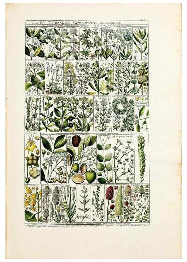 Reproducción/Reproduction 40874144153: Tabulae phytographicae,. Turici,Impensis J.H. Fuessli,1795-1804.. 