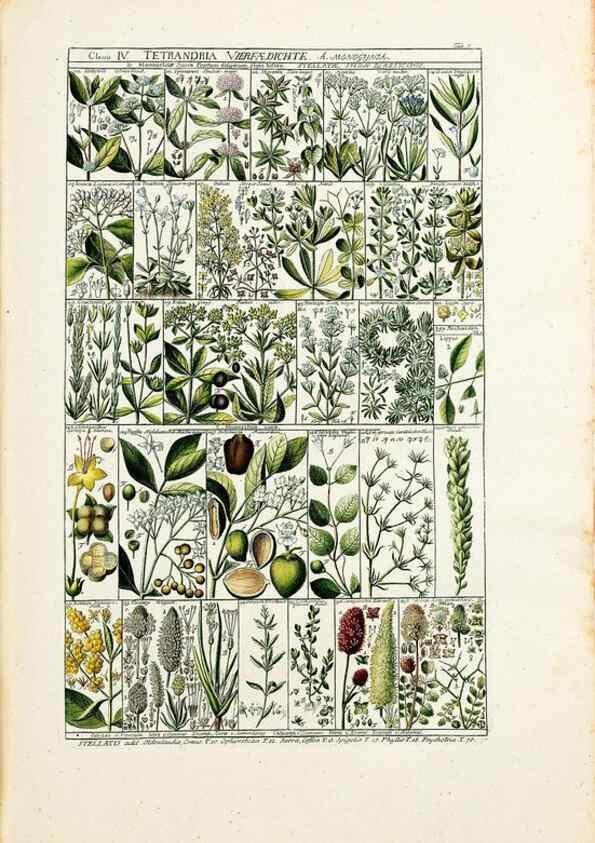 Reproducción/Reproduction 40874144153: Tabulae phytographicae,. Turici,Impensis J.H. Fuessli,1795-1804.. 