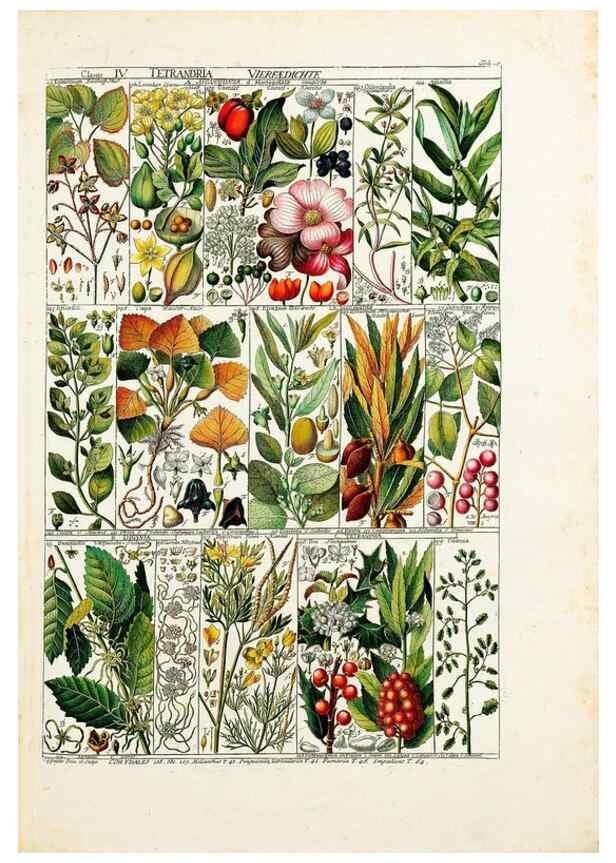 Reproducción/Reproduction 33963538488: Tabulae phytographicae,. Turici,Impensis J.H. Fuessli,1795-1804.. 