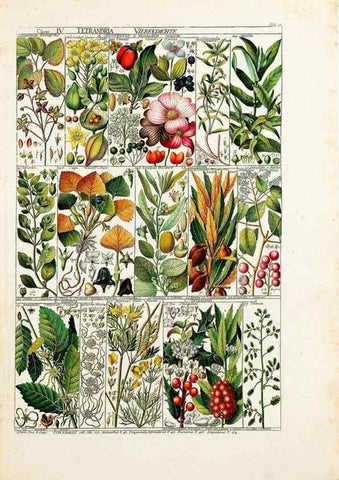 Reproducción/Reproduction 33963538488: Tabulae phytographicae,. Turici,Impensis J.H. Fuessli,1795-1804.. 