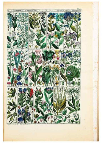 Reproducción/Reproduction 33963539028: Tabulae phytographicae,. Turici,Impensis J.H. Fuessli,1795-1804.. 