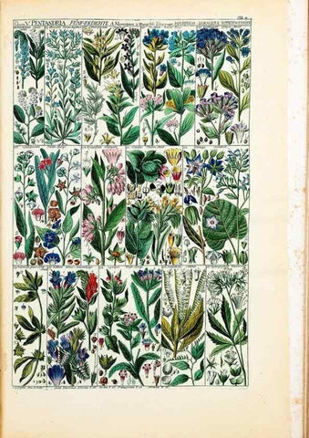Reproducción/Reproduction 33963539028: Tabulae phytographicae,. Turici,Impensis J.H. Fuessli,1795-1804.. 