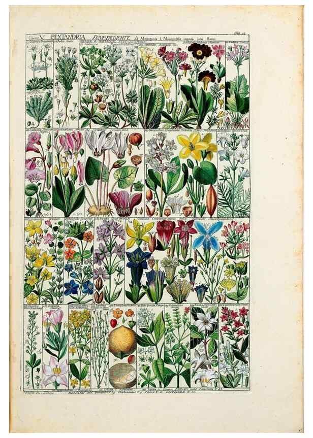 Reproducción/Reproduction 47788773202: Tabulae phytographicae,. Turici,Impensis J.H. Fuessli,1795-1804.. 