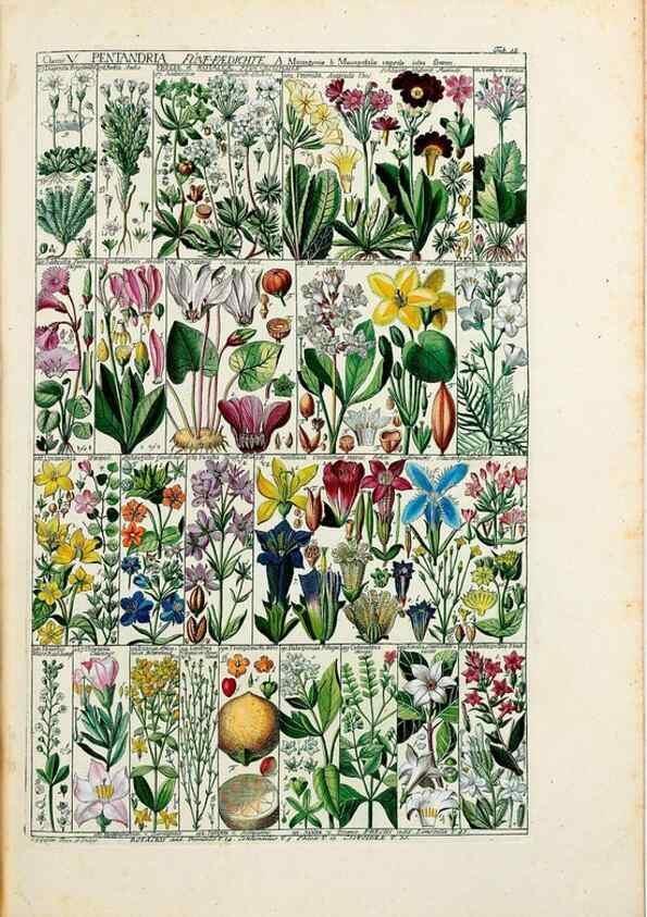 Reproducción/Reproduction 47788773202: Tabulae phytographicae,. Turici,Impensis J.H. Fuessli,1795-1804.. 