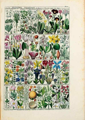 Reproducción/Reproduction 47788773202: Tabulae phytographicae,. Turici,Impensis J.H. Fuessli,1795-1804.. 